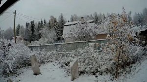 Как укрыть молодую яблоню на зиму