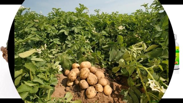 Garden Forte минеральное удобрение. смотреть онлайн