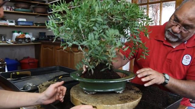 How to make bonsai Pistachio from pre-bonsai nursery stock - Bonsai Trees for Beginners Series #77 смотреть онлайн