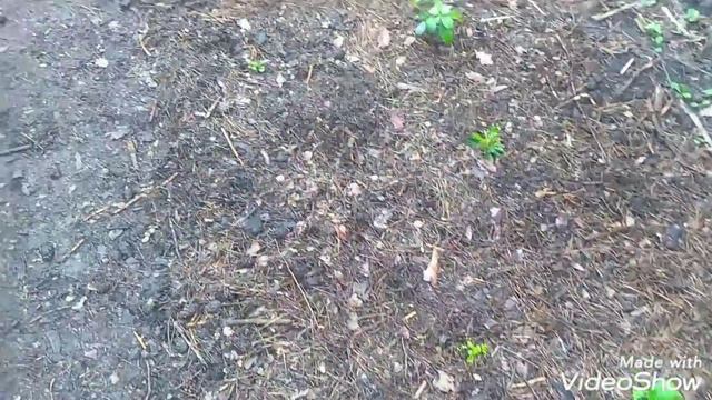 12мая2019 Осматриваю Крупнолистные гортензии. смотреть онлайн