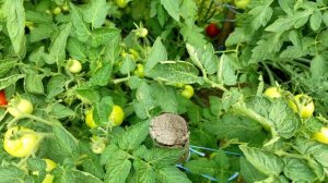 Томат КРАСНАЯ ШАПОЧКА, супердетерминантный сорт для открытого грунта!?