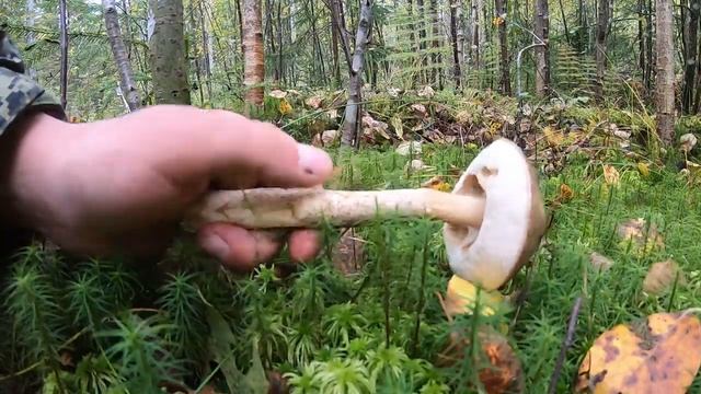 Тихая охота в середине сентября смотреть онлайн