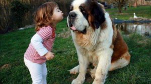 Дети и собаки.