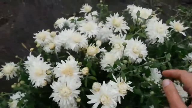 Хризантема многолетняя ! Подарок от подписчиков ! смотреть онлайн