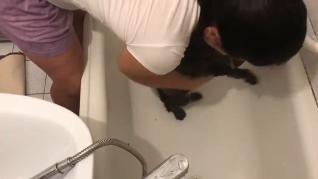 КАК ПОМЫТЬ КОТА В ВАННОЙ смотреть онлайн