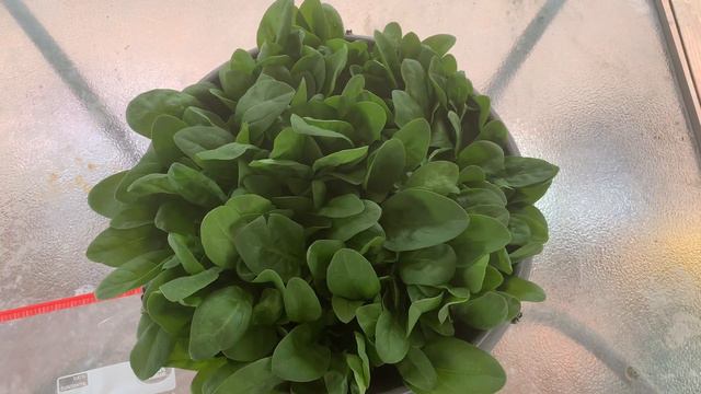 How I Grew Spinach in a Container | From Seed to Harvest | First Time Gardener смотреть онлайн