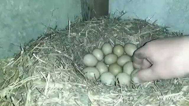 Как посадить курицу на яйца??? Просто!!!