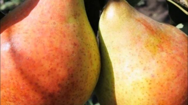 Груша сорта бера смотреть онлайн
