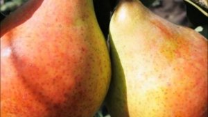 Груша сорта бера