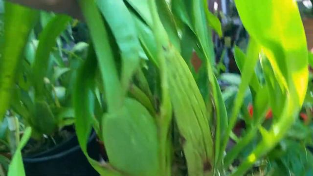 Oncidium Sharry Baby, Orchid смотреть онлайн