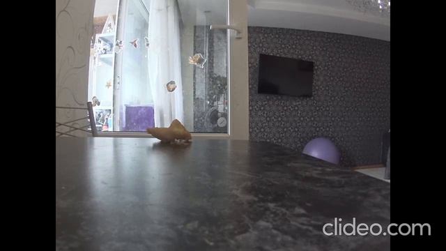 Собака ворует еду смотреть онлайн