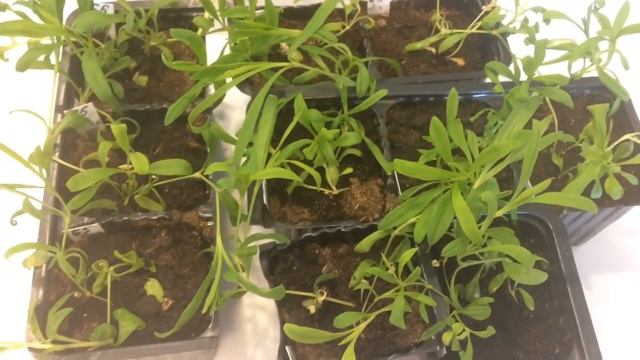 Гвоздика 26.02.18 Обзор сортов гвоздики смотреть онлайн