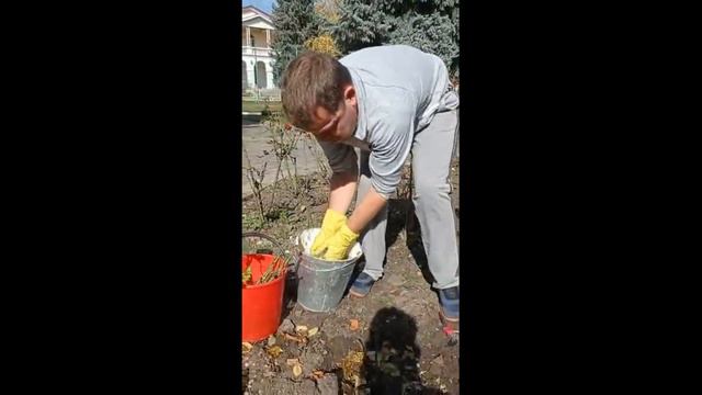 Мастер-класс "Как сажать розы?" смотреть онлайн