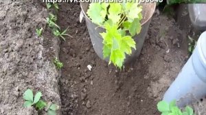 Когда сажать виноград?  Как сажать виноград? Посадка винограда осенью? Секреты посадки!