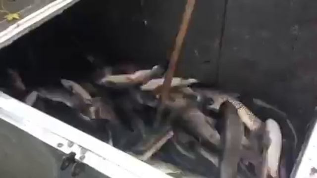 Зарыбление Дюковского пруда тонной белого амура смотреть онлайн