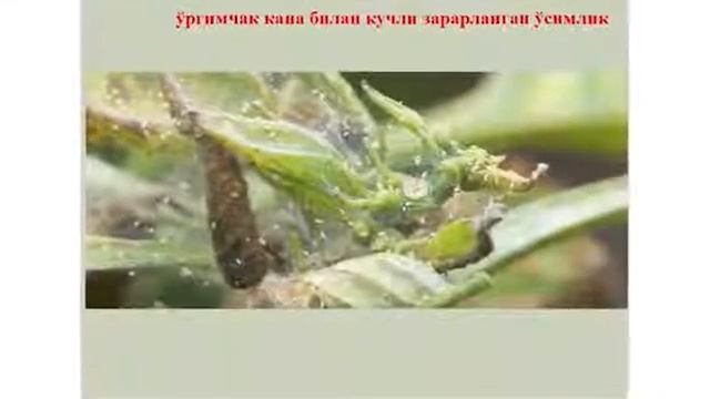 Manzarali O‘simliklarning Kasallik Va Zararkunandalari Hamda Ularga Qarshi Kuras