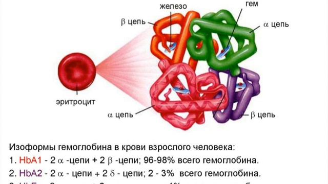 Сложные белки смотреть онлайн