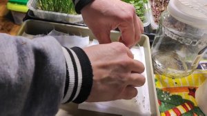 Подготовка семян  укропа и петрушки к марафону продолжается. Слила водку, промыла семена.