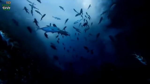 10 Facts about Oceans 720p 10 удивительных фактов об океанах смотреть онлайн