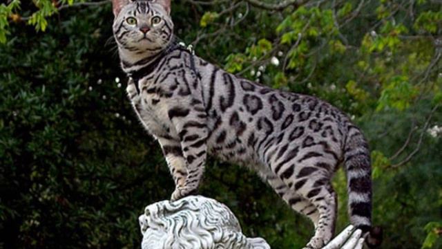 БЕНГАЛЬСКАЯ КОШКА /BENGAL CAT