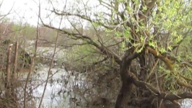 Лосёво болото, посёлок Озёрный смотреть онлайн