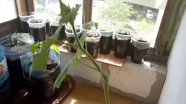 Выращивание овощей на балконе. Часть 4.