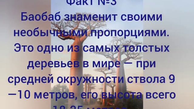 Факты про Баобаб смотреть онлайн