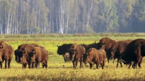 Зубр  Рыцарь древнего леса