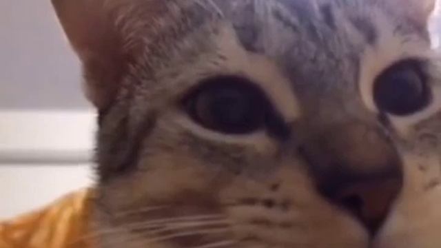 Кот на протяжении 10 часов чавкает и смотрит в камеру смотреть онлайн