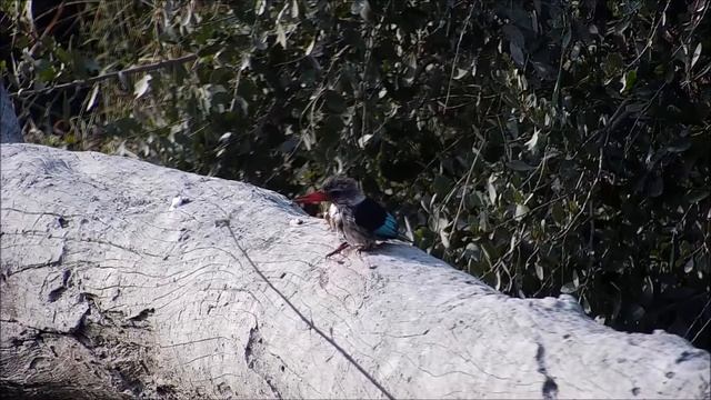 Africam. Mangrove kingfisher- Африка. Мангровый зимородок. Мангровая Альциона (Halcyon senegaloides смотреть онлайн
