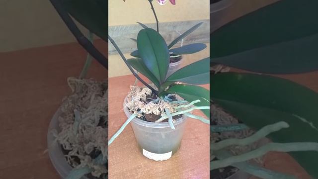 Новогодний обзор цветущих орхидей, сказка...