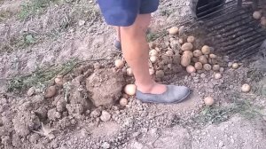Картофелекопалка для мотоблока пробуем впервые!