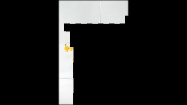 Краспедия цветы смотреть онлайн