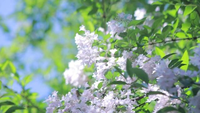 Лечебная музыка для сердца и сосудов. Музыка для глубокого сна и расслабления для души. Relax Music смотреть онлайн