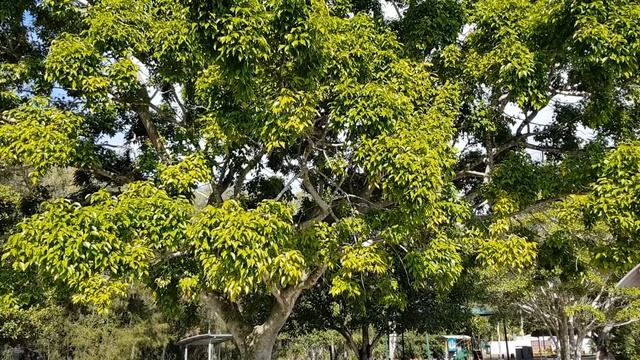 Природа Австралии. Просто ворона, но почти соловей. (видео 033) смотреть онлайн