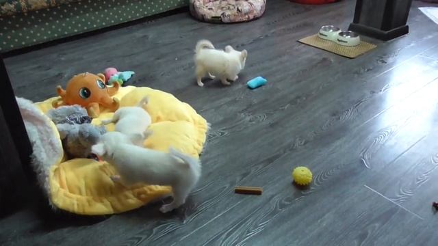 Беляши Чихуахуа 2 месяца.Щенки из питомника смотреть онлайн