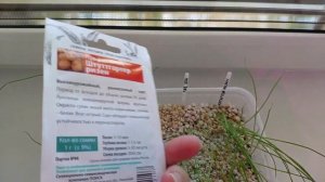 Репчатый лук из семян в однолетнем цикле выращивания. Сорта Эксибишен,  XXL, Штутгартен Ризен.