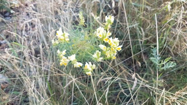 Parastā vīrcele (Linaria vulgaris) смотреть онлайн