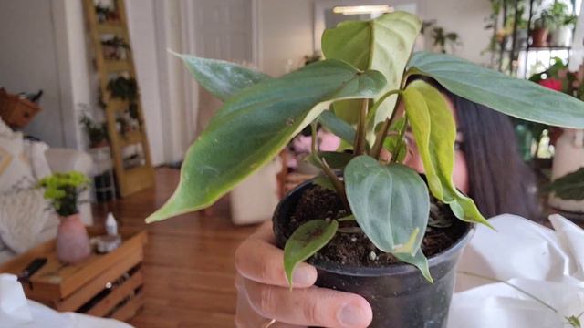 New Etsy Shop Alert + Plant Haul + New plants babies смотреть онлайн