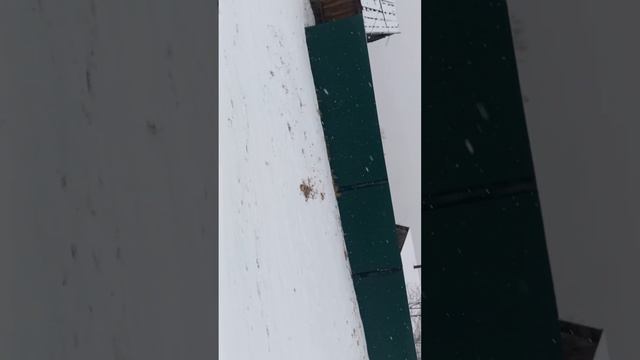 Село Шалдай 25 Ноября 2022года смотреть онлайн