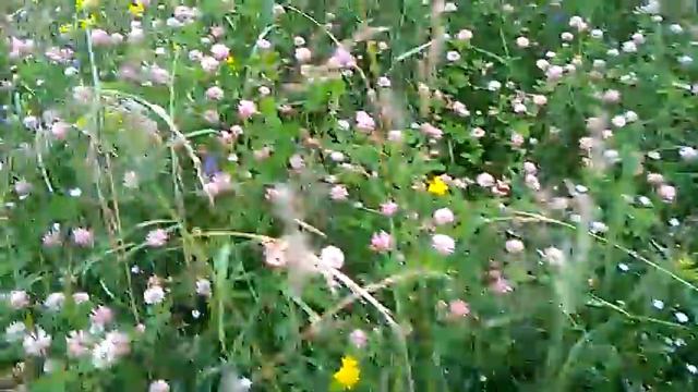 Медоносы в окрестностях моей пасеки.