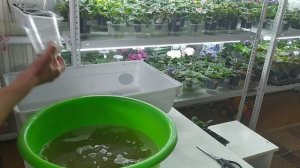 Фиалки!   Обработка..!? *Актара*    (1гр на 1л.).   Слабонервным не смотреть.