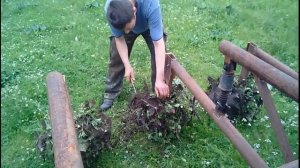 Ежики, для прополки картошки. Первое испытание.