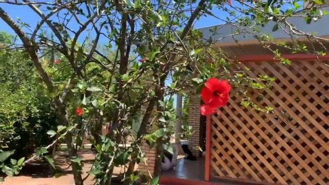 Заместитель нужен??? Папарацци на Работе.У нас Гости.Часть 1. #vlog #paraguay смотреть онлайн