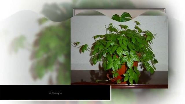 Комнатные РАСТЕНИЯ-ТАЛИСМАНЫ по знаку зодиака смотреть онлайн
