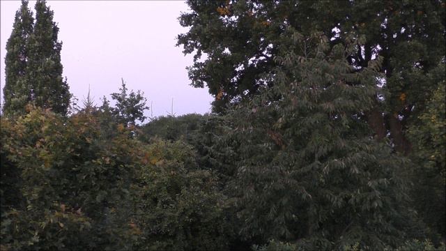 Громкие крики птиц🐦. Естественные звуки природы. смотреть онлайн