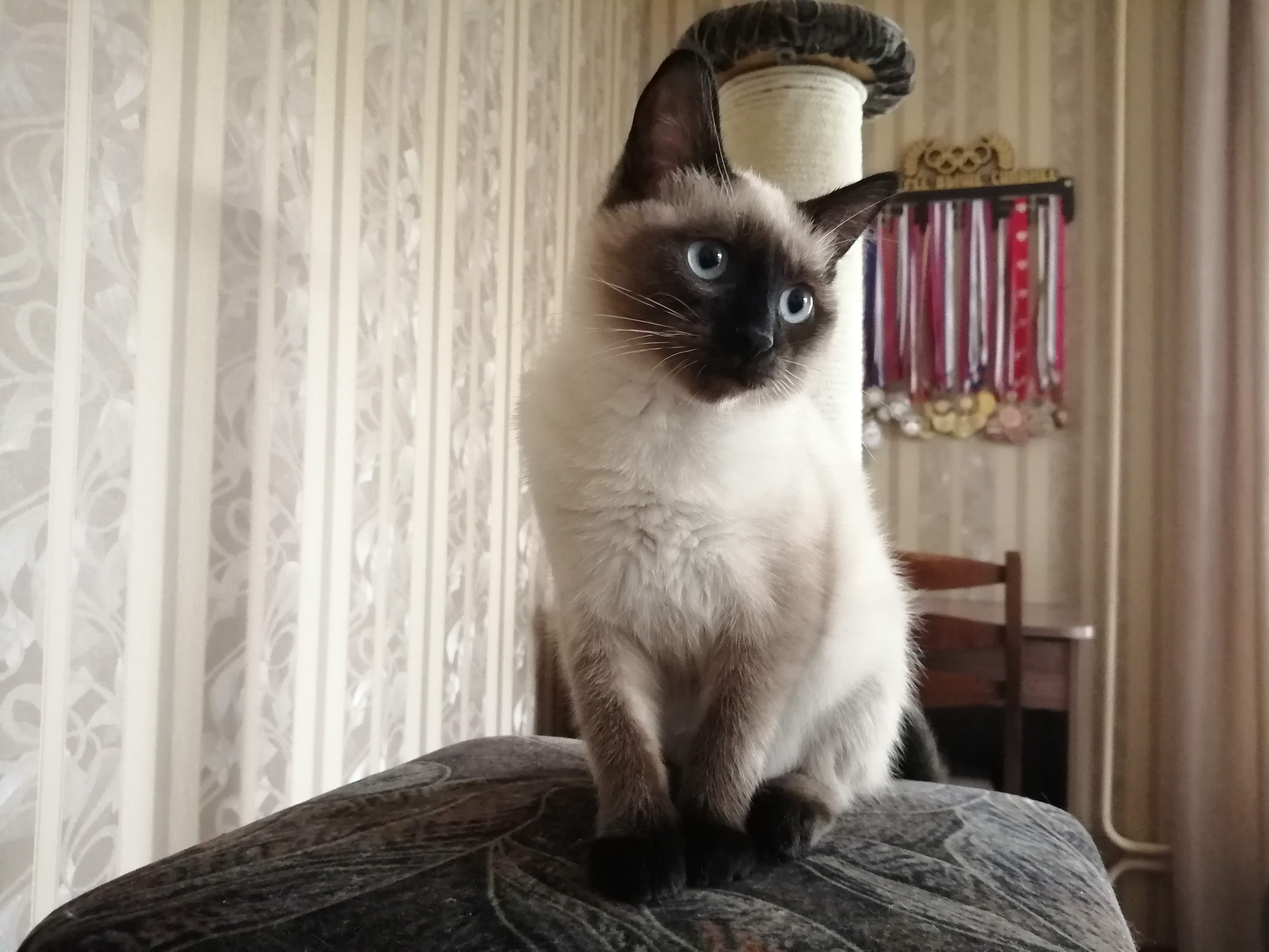 Тайская кошка 5 мес..mp4 смотреть онлайн