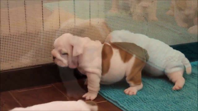 Щенки питомника www.sentiller.ru 38 дней смотреть онлайн