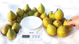 ДЛЯ ЦЕНИТЕЛЕЙ СЛАДКИХ ЗИМНИХ ГРУШ / ЗИМНИЕ СОРТА ГРУШИ