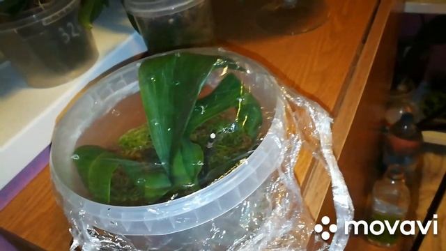 #Орхидеи Почему листья орхидеи теряют тургор? Причины? смотреть онлайн